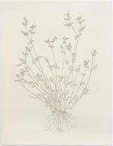 Red Catchfly Out of Place by Michael Landy contemporary artwork print