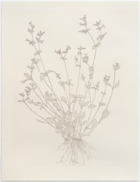 Red Catchfly Out of Place by Michael Landy contemporary artwork Print