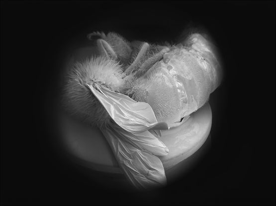 Dead Bee Portrait 5 by Anne Noble contemporary artwork Photography