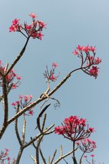 Baum from the Ubergang series by Grit Schwerdtfeger contemporary artwork photography