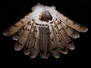 Harrier Tail below Hunter by Fiona Pardington contemporary artwork Photography