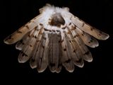 Harrier Tail below Hunter by Fiona Pardington contemporary artwork photography