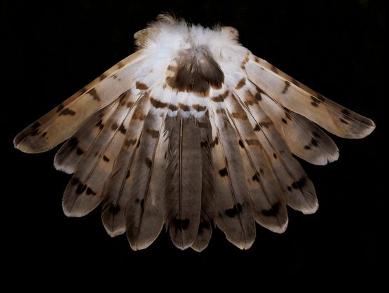 Harrier Tail below Hunter by Fiona Pardington contemporary artwork Photography