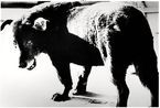 Stray Dog Misawa by Daido Moriyama contemporary artwork Photography