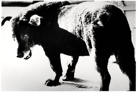 Stray Dog Misawa by Daido Moriyama contemporary artwork Photography