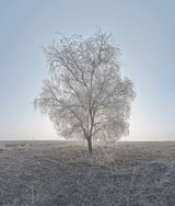 Before a day overwhelms a tree II by Soon-Hak Kwon contemporary artwork photography print