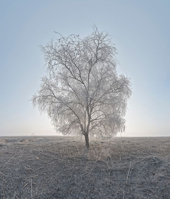 Before a day overwhelms a tree II by Soon-Hak Kwon contemporary artwork Photography