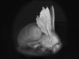 Dead Bee Portrait 3 by Anne Noble contemporary artwork photography