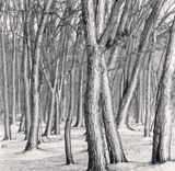 Daimyo Oak Forest Hokkaido Japan by Michael Kenna contemporary artwork photography