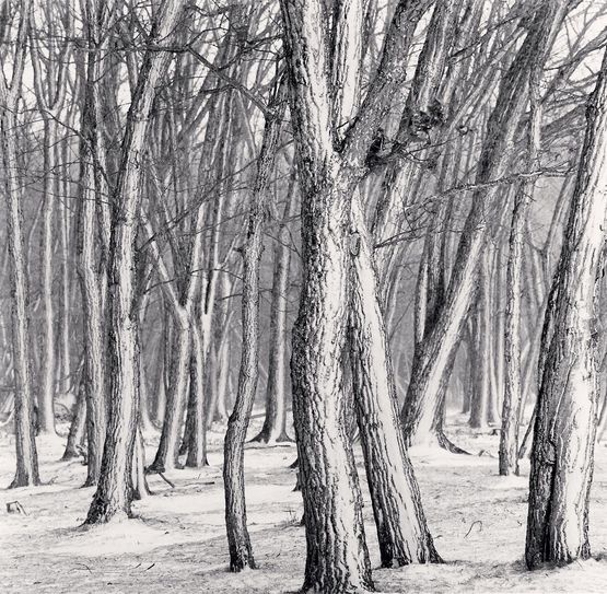 Daimyo Oak Forest Hokkaido Japan by Michael Kenna contemporary artwork Photography