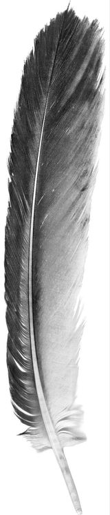 Buffy IV Feather by Robert Zhao Renhui contemporary artwork painting print