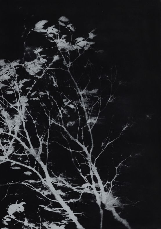 Usnea by Chen Xiaoyi contemporary artwork Works on Paper