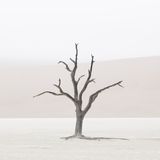 Benguela by Tom D. Jones contemporary artwork print