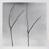 Whispers of Trees-Cercis by Chu Chu contemporary artwork drawing painting works on paper