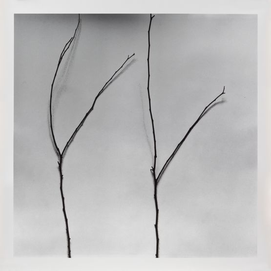 Whispers of Trees-Cercis by Chu Chu contemporary artwork Painting