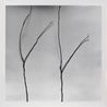Whispers of Trees-Cercis by Chu Chu contemporary artwork Painting