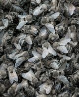 Song Sting Swarm 7 by Anne Noble contemporary artwork photography