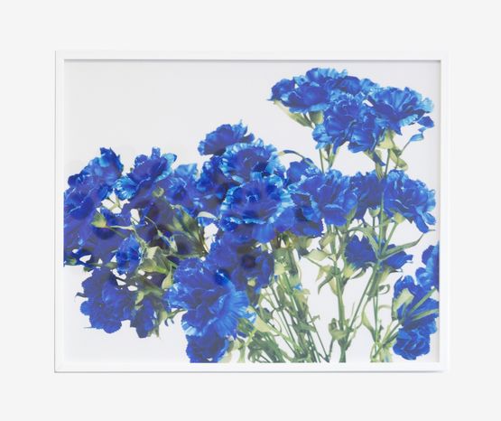 Carnations Composition 3 by Richard Maloy contemporary artwork Photography