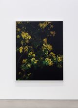 Mimosa Actor II by Sarah Jones contemporary artwork photography