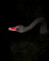 Day for night Bent Neck Swan by Greta Anderson contemporary artwork print