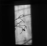 Der Schatten der ZWeige by Peter Nadas contemporary artwork print