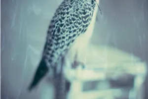 Paolo Roversi