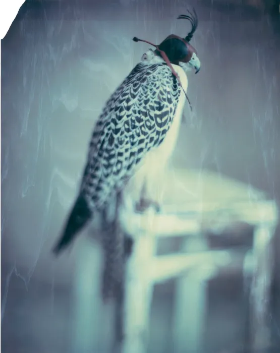 Hawk Paris by Paolo Roversi contemporary artwork Print