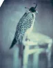 Hawk Paris by Paolo Roversi contemporary artwork Print