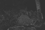 Last Cat On Christmas Island by Robert Zhao Renhui contemporary artwork Photography