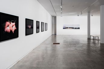 Contemporary art exhibition Greta Anderson  Joyce Campbell  Conor Clarke The Close at Two Rooms Auckland New Zealand