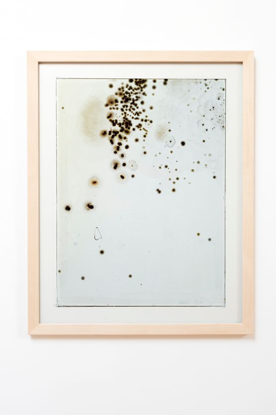 LA Bloom Alternate 2 by Joyce Campbell contemporary artwork Photography