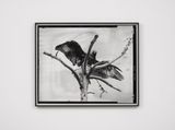 Eighth Beast by Gerard Byrne contemporary artwork photography