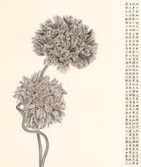 Gorgeous Epiphyllums by Zhang Yirong contemporary artwork works on paper drawing