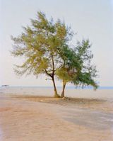 Windy Tree by Vasantha Yogananthan contemporary artwork print