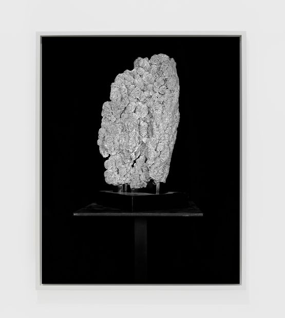 Desert Rose I by Sarah Jones contemporary artwork Photography