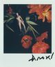 Untitled by Nobuyoshi Araki contemporary artwork Photography