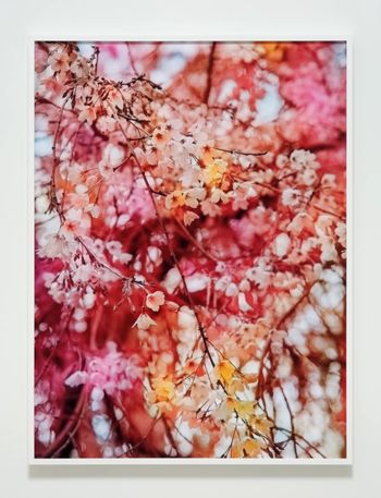 Bloom bb837e by Trevor Paglen contemporary artwork photography