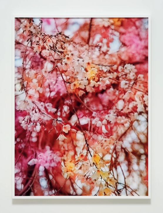 Bloom bb837e by Trevor Paglen contemporary artwork Photography