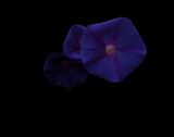 Day for night  Morning glory Te Henga Bethels by Greta Anderson contemporary artwork photography