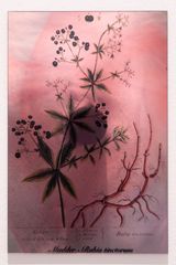 Plants Bleed Lakes Madder by Janet Laurence contemporary artwork sculpture