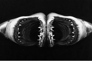 Robert Longo