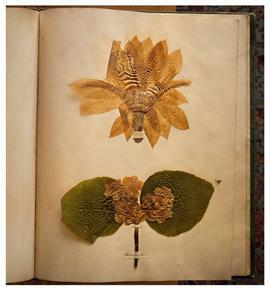 Emily Dickinsons herbarium Houghton LibraryHarvard University Cambridge Massachusetts 2010 by Annie Leibovitz contemporary artwork Installation
