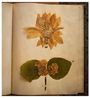 Emily Dickinsons herbarium Houghton LibraryHarvard University Cambridge Massachusetts 2010 by Annie Leibovitz contemporary artwork Installation