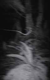 Nocturnal Assembly 3 by Anne Noble contemporary artwork print