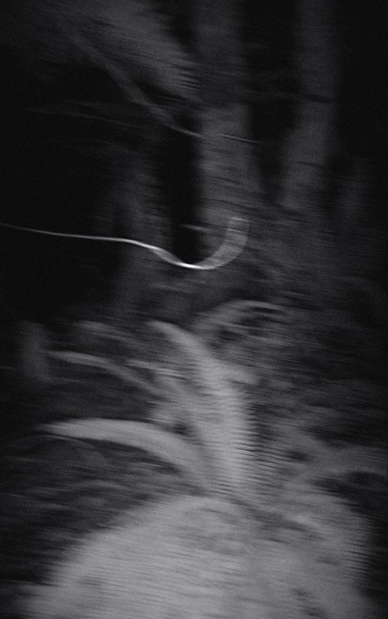Nocturnal Assembly 3 by Anne Noble contemporary artwork Print