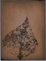 Tilia by Walter Schels contemporary artwork photography