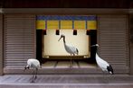 Path To Enlightenment Meiji Jingu Shrine Tokyo by Karen Knorr contemporary artwork Photography