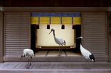 Path To Enlightenment Meiji Jingu Shrine Tokyo by Karen Knorr contemporary artwork photography print