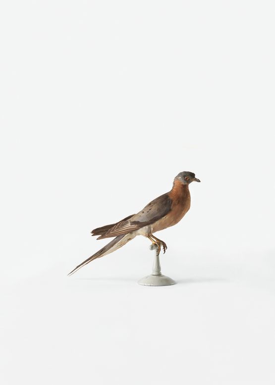 George - columba migranta by Mirko Baselgia contemporary artwork Print