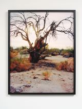 Dawn by Joyce Campbell contemporary artwork print